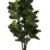 PIANTA FICUS LYRATA C-VAS 102FOGLIE H220