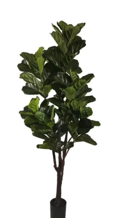 PIANTA FICUS LYRATA C-VAS 102FOGLIE H220