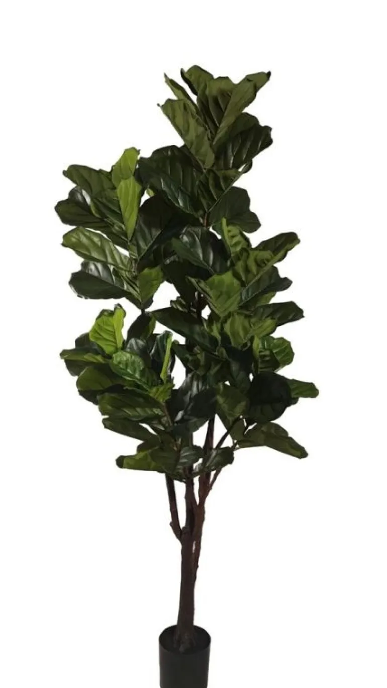 PIANTA FICUS LYRATA C-VAS 102FOGLIE H220