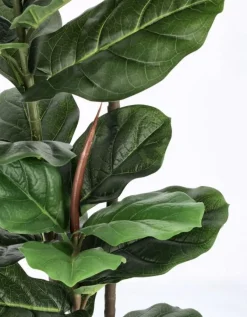 PIANTA FICUS LYRATA C-VASO 39FOGLIE H145