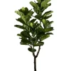 PIANTA FICUS LYRATA C-VASO 60FOGLIE H180