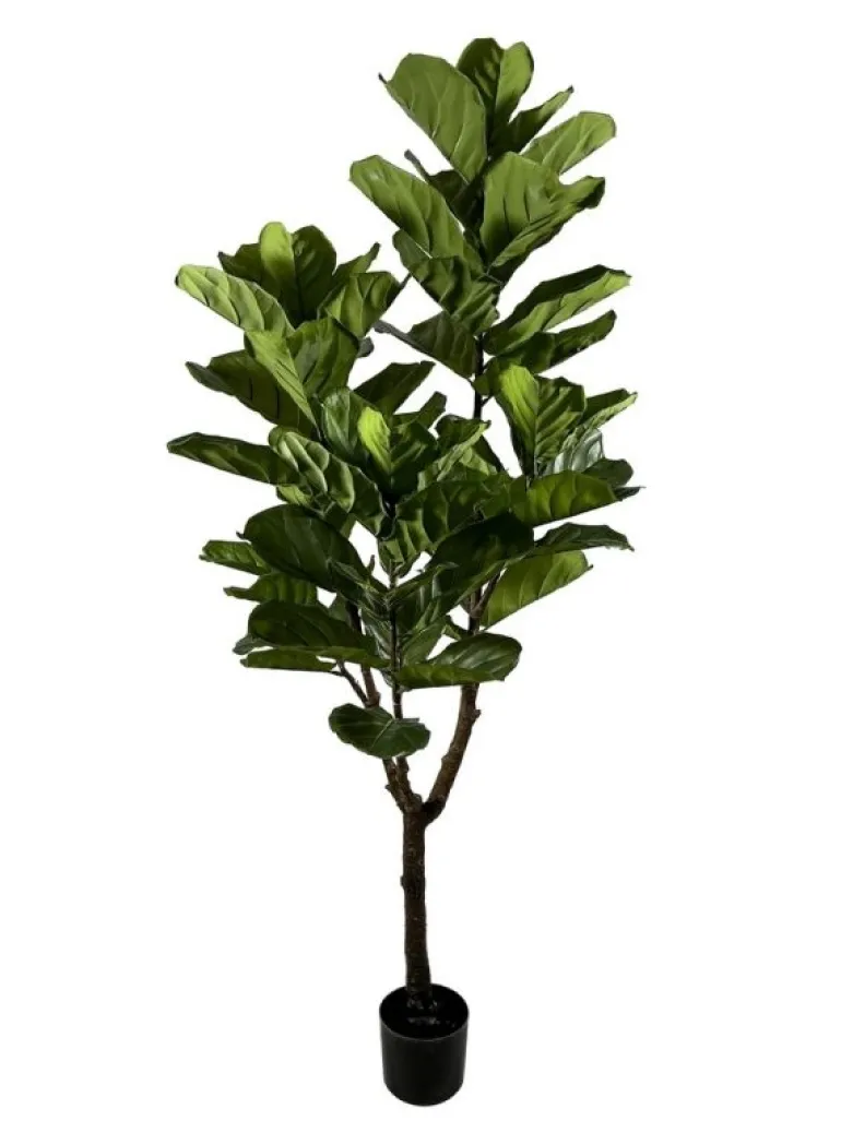 PIANTA FICUS LYRATA C-VASO 60FOGLIE H180