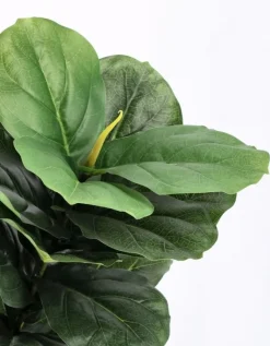 PIANTA FICUS LYRATA C-VASO 72FOGLIE H120