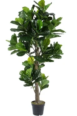 PIANTA FICUS LYRATA C-VASO 153FOGL H190
