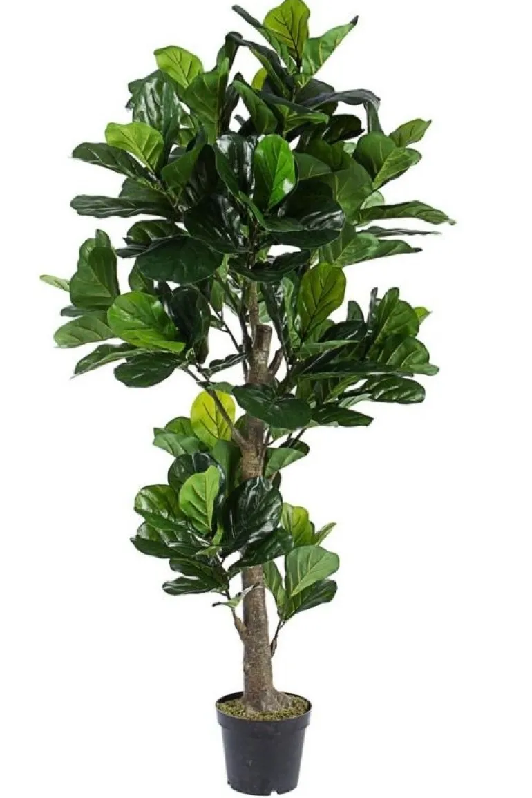 PIANTA FICUS LYRATA C-VASO 153FOGL H190