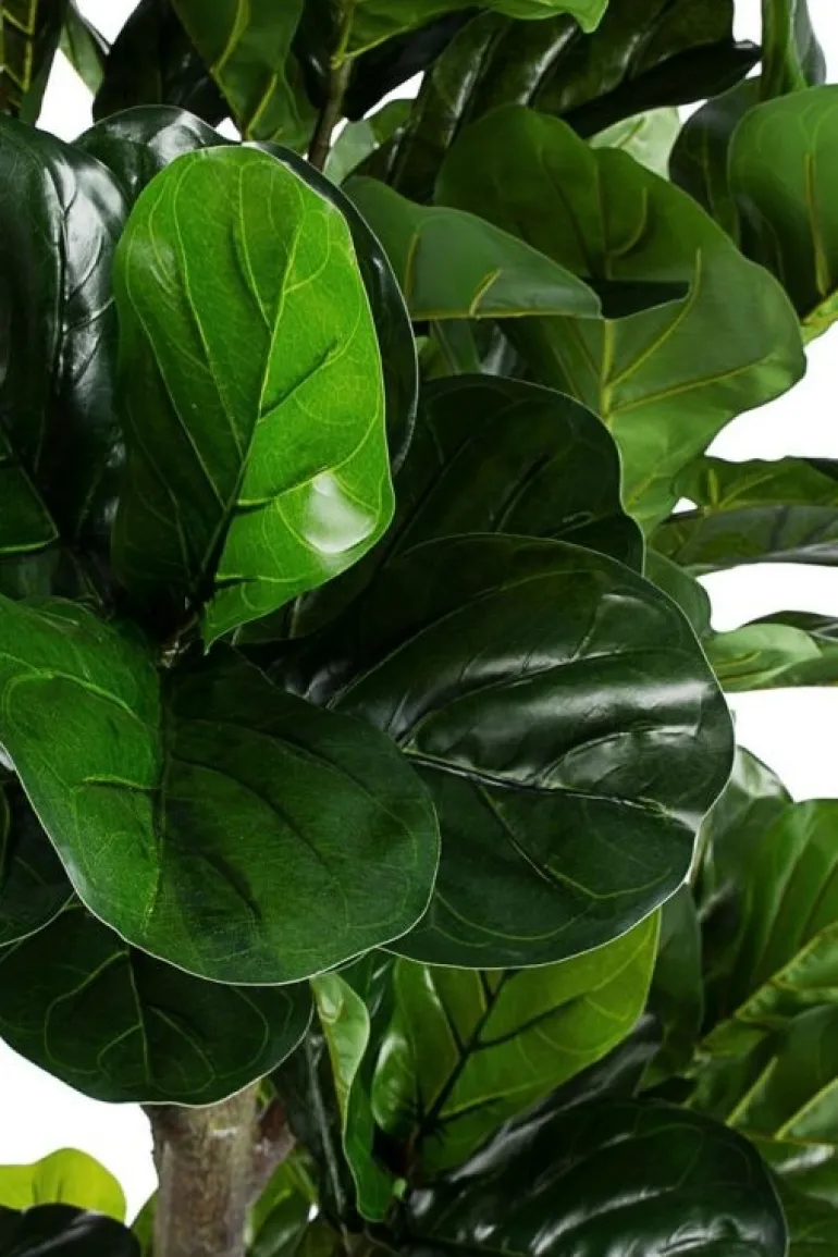 PIANTA FICUS LYRATA C-VASO 153FOGL H190