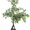 PIANTA FICUS VARIEGATO C-VASO X760F H120