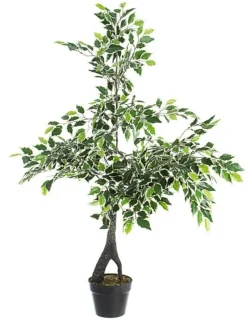PIANTA FICUS VARIEGATO C-VASO X760F H120