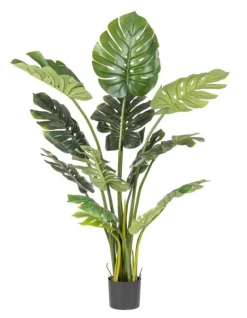 PIANTA FILODENDRO C-VASO 13FOGLIE H150