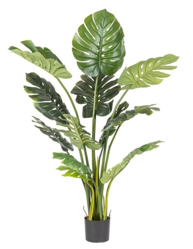 PIANTA FILODENDRO C-VASO 13FOGLIE H150