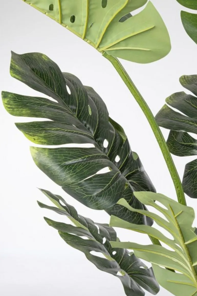 PIANTA FILODENDRO C-VASO 13FOGLIE H150