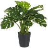 PIANTA FILODENDRO C-VASO 24FOGLIE H65CM