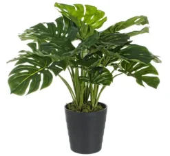 PIANTA FILODENDRO C-VASO 24FOGLIE H65CM