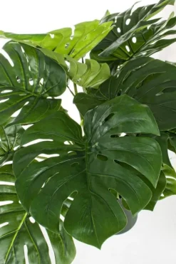 PIANTA FILODENDRO C-VASO 24FOGLIE H65CM