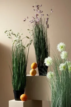 PIANTA GREVILLEA BIANCO C-VASO X5F H100