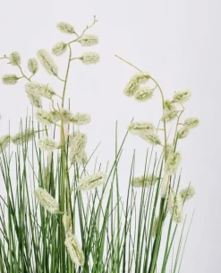 PIANTA GREVILLEA BIANCO C-VASO X7F H120