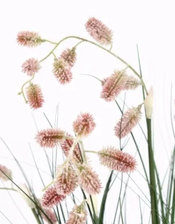 PIANTA GREVILLEA ROSA C-VASO X5F H100