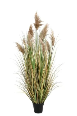 PIANTA GYNERIUM PAMPAS C-VASO H150