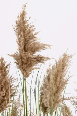 PIANTA GYNERIUM PAMPAS C-VASO H150