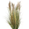 PIANTA GYNERIUM PAMPAS C-VASO H120