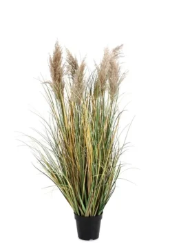 PIANTA GYNERIUM PAMPAS C-VASO H120