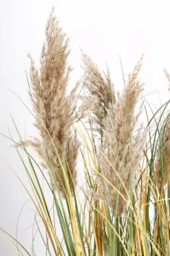 PIANTA GYNERIUM PAMPAS C-VASO H120