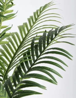 PIANTA KENZIA C-VASO 17FOGLIE H160