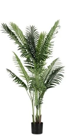 PIANTA KENZIA C-VASO 17FOGLIE H160