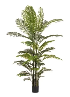 PIANTA KENZIA C-VASO 33FOGLIE H210