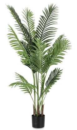 PIANTA KENZIA C-VASO 15FOGLIE H140