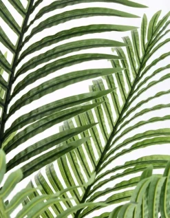 PIANTA KENZIA C-VASO 15FOGLIE H140