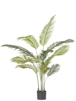 PIANTA KENZIA C-VASO 14FOGLIE H120