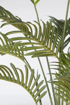 PIANTA KENZIA C-VASO 14FOGLIE H120