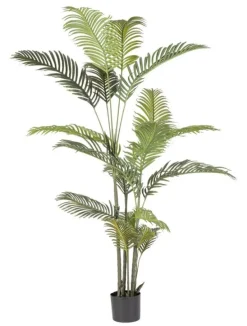 PIANTA KENZIA C-VASO 18FOGLIE H180