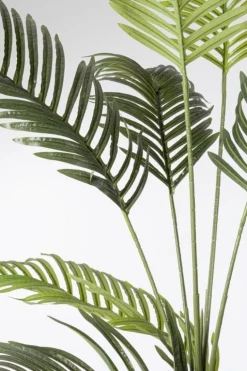 PIANTA KENZIA C-VASO 18FOGLIE H180