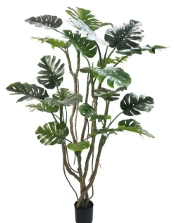 PIANTA MONSTERA C-VASO H210