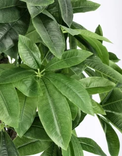 PIANTA PACHIRA AQUATICA C-VASO 280F H120