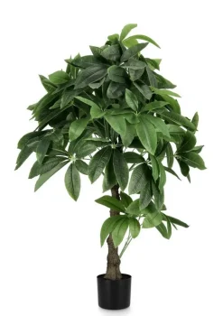 PIANTA PACHIRA AQUATICA C-VASO 280F H120