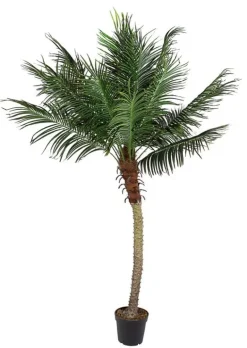 PIANTA PALMA C-VASO 18FOGLIE H210