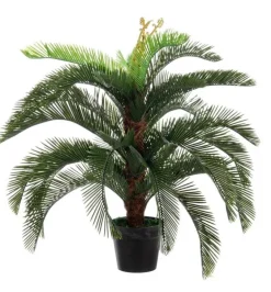 PIANTA PALMA CYCAS C-VASO 30FOGLIE H100