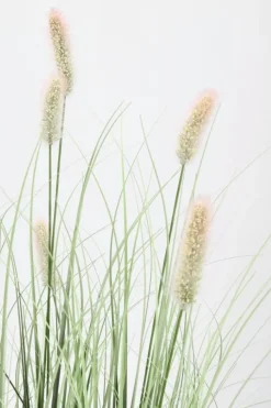 PIANTA PENNISETUM C-VASO H90