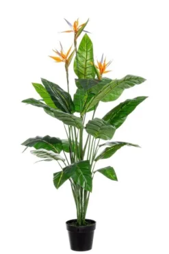 PIANTA STERLITZIA C-V 25FOGLIE X3F H150