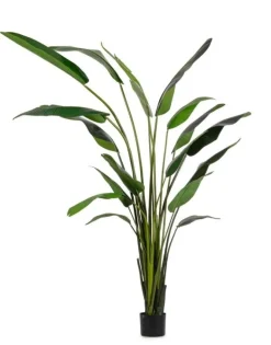 PIANTA STRELITZIA C-VASO 18FOGLIE H310
