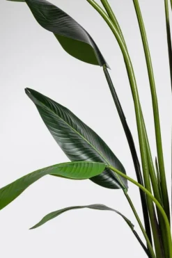PIANTA STRELITZIA C-VASO 18FOGLIE H310