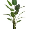 PIANTA STRELITZIA C-VASO 13FOGLIE H185