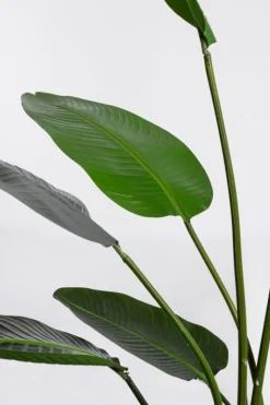 PIANTA STRELITZIA C-VASO 13FOGLIE H185