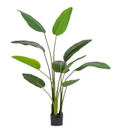PIANTA STRELITZIA C-VASO 10FOGLIE H150