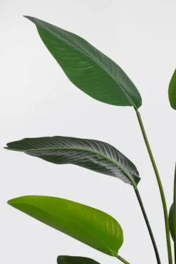 PIANTA STRELITZIA C-VASO 10FOGLIE H150