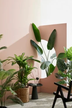 PIANTA STRELITZIA C-VASO 10FOGLIE H150