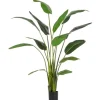 PIANTA STRELITZIA C-VASO 13FOGLIE H235